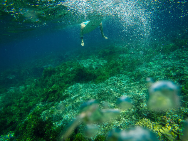 Alicia surfing a reef in the Philippines Alicia surfing a reef in the Philippines